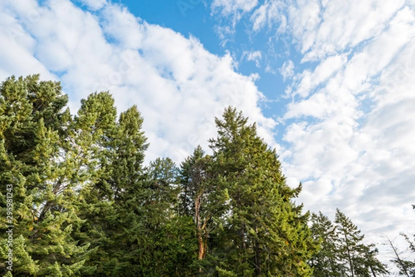 Obraz dense trees  with green leaves under cloudy blue sky on a sunny day