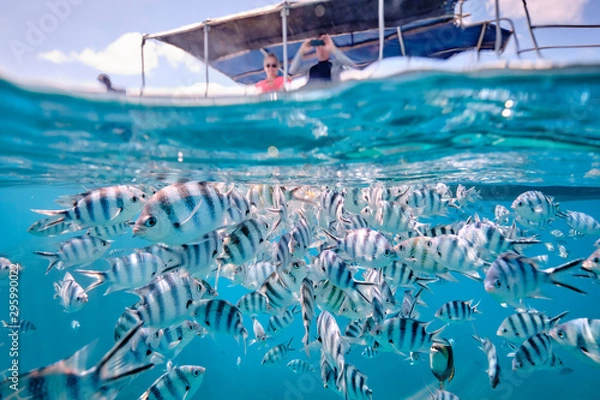 Obraz People on board a boat watching scissor tail sergeant fish in tropical waters of fiji