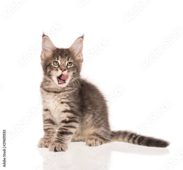 Obraz Maine Coon kitten