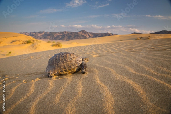 Obraz The  Turtle in Desert