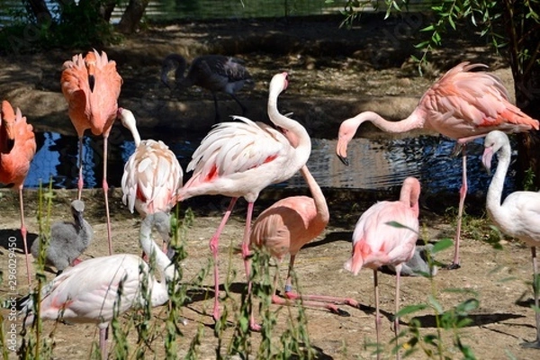 Fototapeta Flamingo near water sunny day