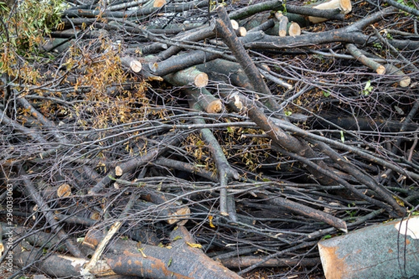 Obraz Trees cut off for building construction