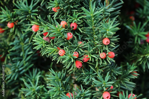 Fototapeta Taxus baccata European yew is conifer shrub