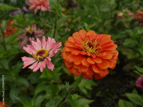 Fototapeta Цветы цинния оранжевая и розовая 