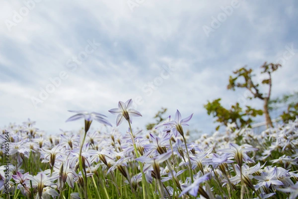 Fototapeta ハナニラ