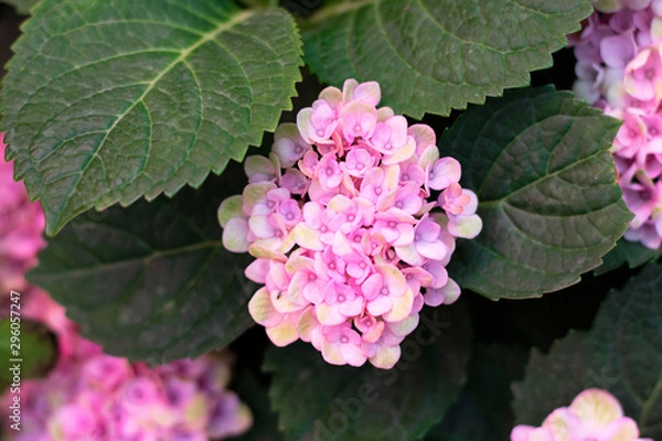 Fototapeta Hydrangea arborescens Incrediball Blush or Sweet Annabelle pink a corymb. smooth or wild or sevenbark, Horizontal. Beautiful autumn flower, blooming on tree and bush,