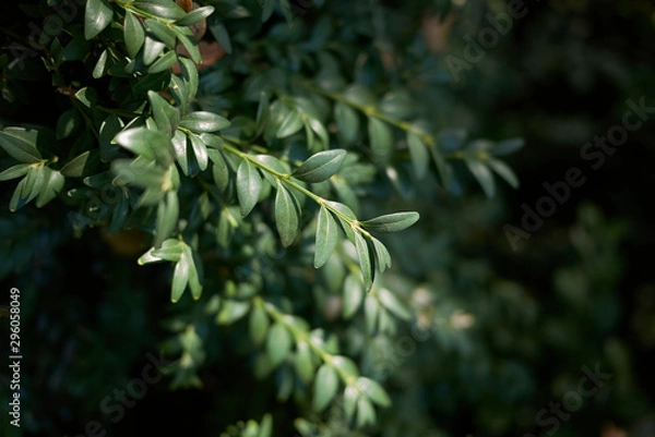 Fototapeta Buxus sempervirens