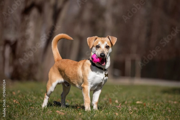 Fototapeta Adoreble mixed breed dog playing with the ball  in a park