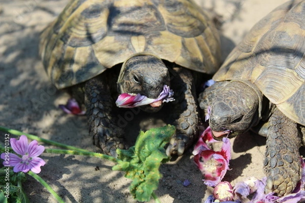 Obraz Griechische Landschildkröte