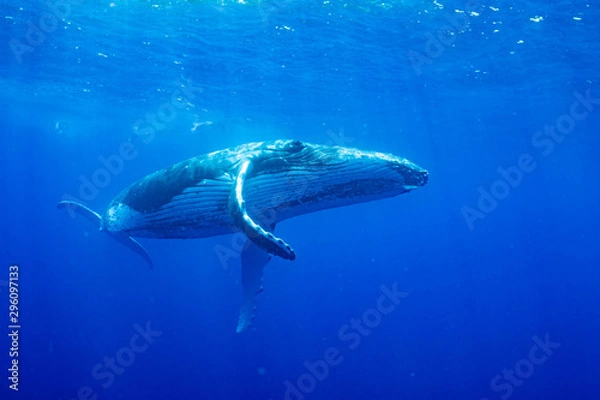 Obraz ザトウクジラ 座頭鯨 Humpback whale