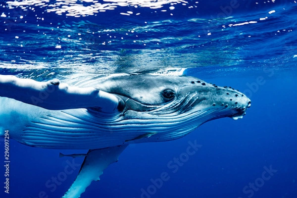 Obraz ザトウクジラ 座頭鯨 Humpback whale