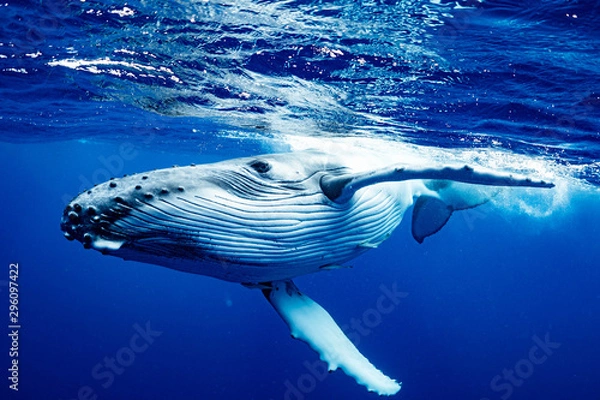 Obraz ザトウクジラ 座頭鯨 Humpback whale
