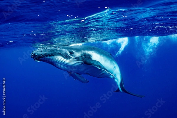 Obraz ザトウクジラ 座頭鯨 Humpback whale