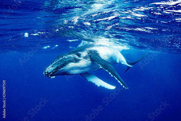 Obraz ザトウクジラ 座頭鯨 Humpback whale