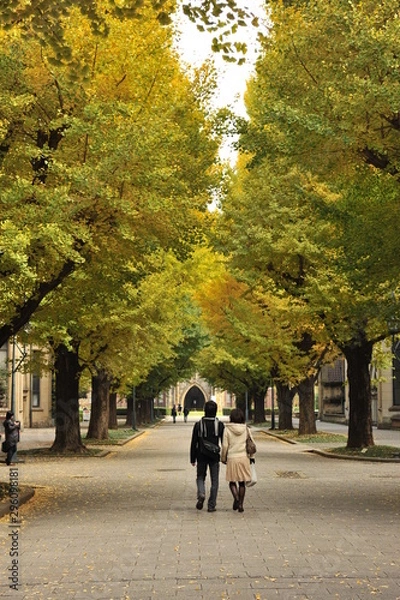Fototapeta 日本の洋館と銀杏の紅葉風景