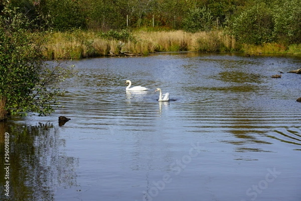 Fototapeta White swans on a pond in a wildlife park in Nova Scotia, Canada