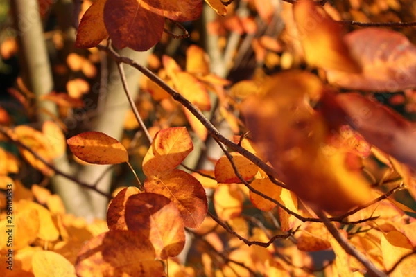 Obraz Einfach Herbst