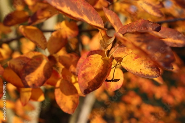 Obraz Goldener Herbst