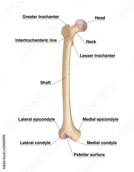 Fototapeta Femur. Realistic drawing showing thigh bone with inscriptions isolated on whie background.