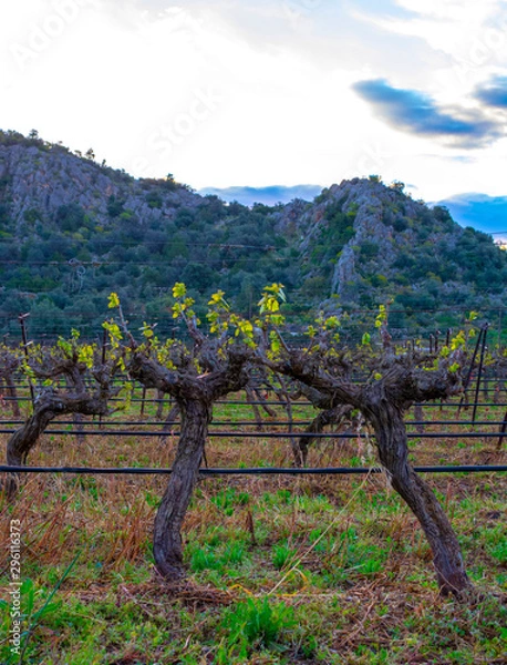 Fototapeta Old trunks of wine grape plants in rows in vineyard in spring