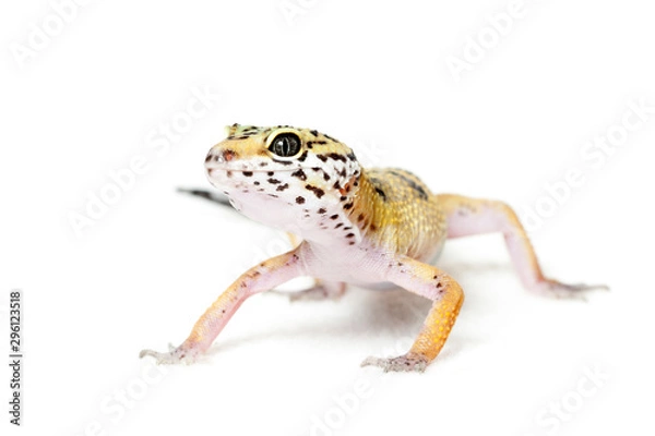 Fototapeta Leopard gecko isolated on white background