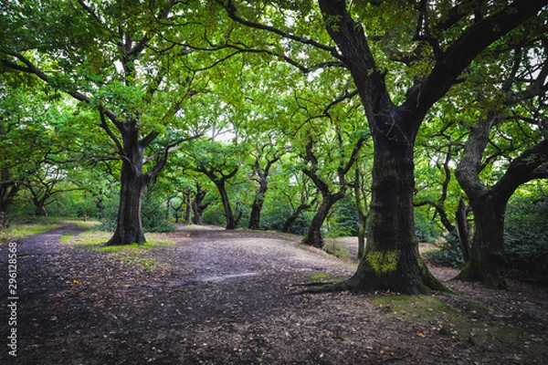 Obraz Epping forest in London