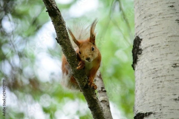 Fototapeta red squirrel on a tree