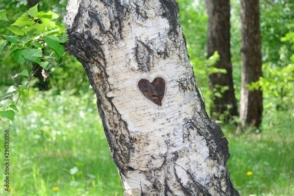 Fototapeta trunk of a tree