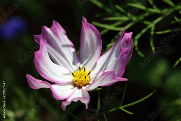 Obraz Cosmos Sensation Picotee Flower in the colors white and pink-red