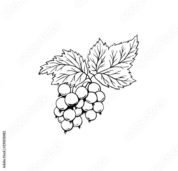 Fototapeta Black currant ink drawing isolated vector blackberry