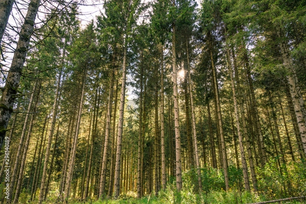Obraz Wald im Herbst