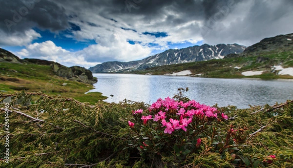 Fototapeta Beautiful scenery in the Transylvanian Alps, with pretty blooming spring flowers