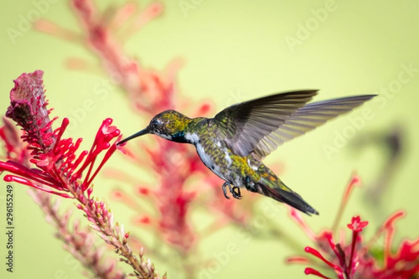 Fototapeta A juvenile Black-throated Mango feeds on the red flowers of the "hummingbird plant" in a tropical garden.