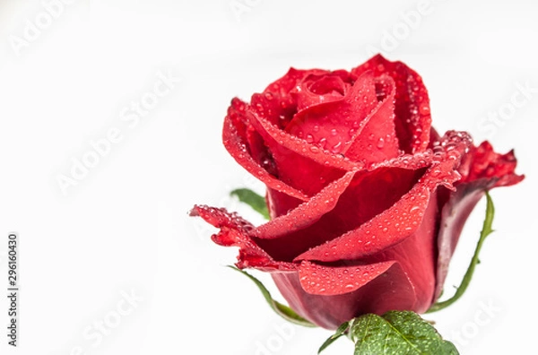 Obraz Rose after a rain