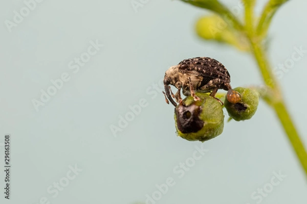 Obraz Figword Weevil laying Eggs