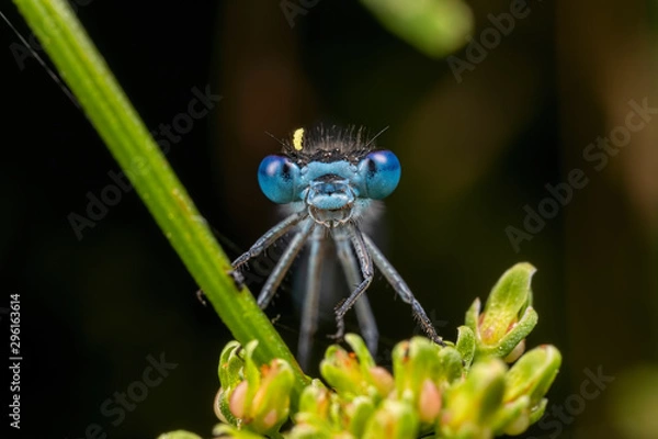 Obraz Damselfly face with Pollen on Head