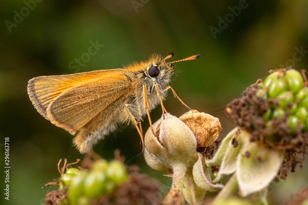 Obraz Skipper Butterfly