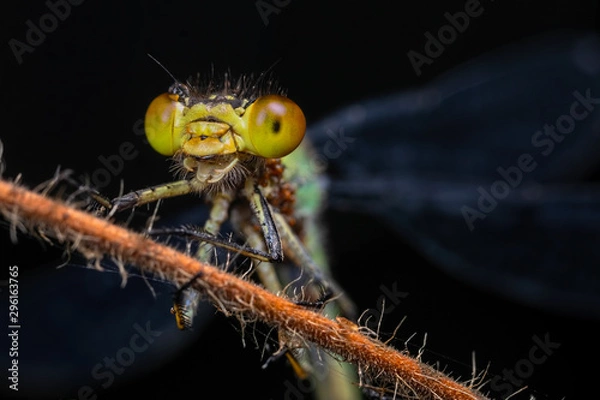 Obraz Erythromma najas