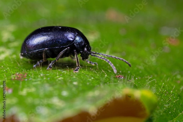 Obraz Alder Leaf Beetle