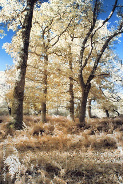 Obraz trees in the autumn