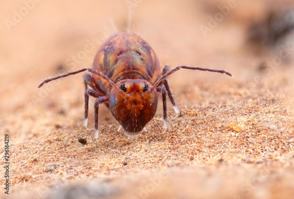 Obraz Dicyrtoma fusca