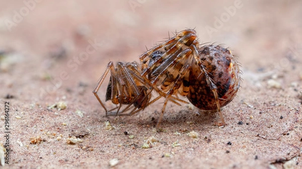 Obraz Spider with Prey