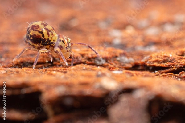 Obraz Dicyrtomina ornata