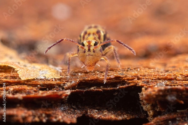 Obraz Dicyrtomina ornata