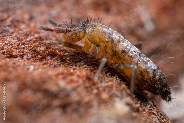 Obraz Pogonognathellus flavescens