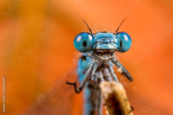 Obraz Well Hello There!