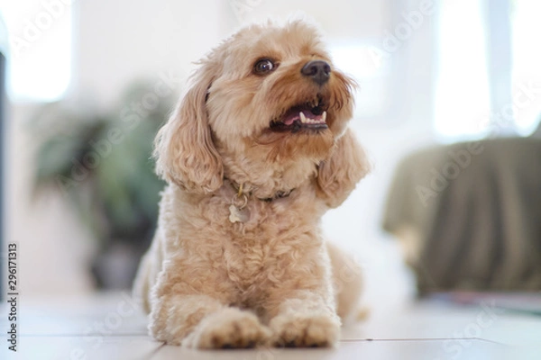Fototapeta Cavapoo Puppt Smile