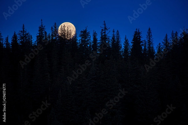 Obraz Moon Behind Conifers