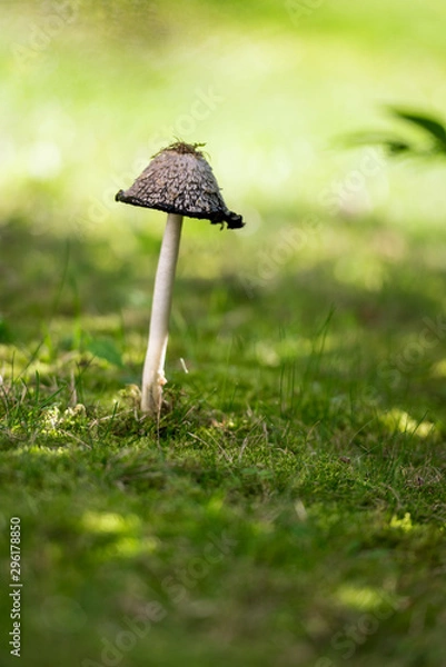 Obraz Coprinus comatus