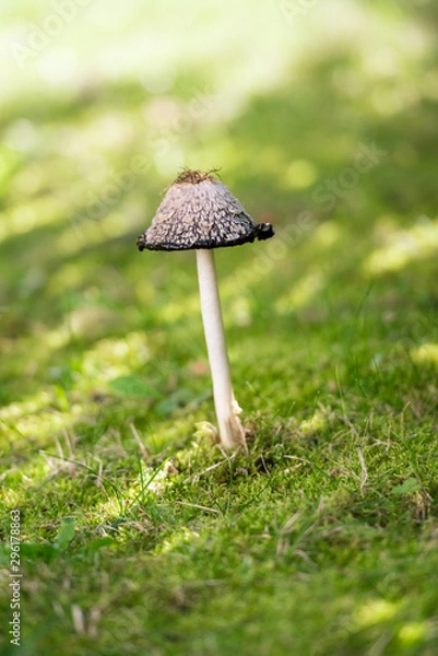 Obraz Coprinus comatus